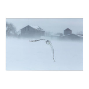Snowy-Eule im Flug im Winter Acryl Wandkunst