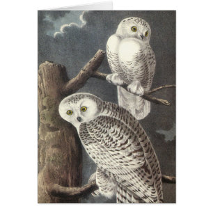 Snowy-Eule, John Audubon