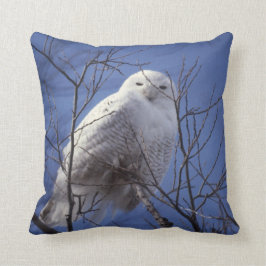 Snowy-Eule, weißer Vogel gegen einen Saphir-blauen Kissen