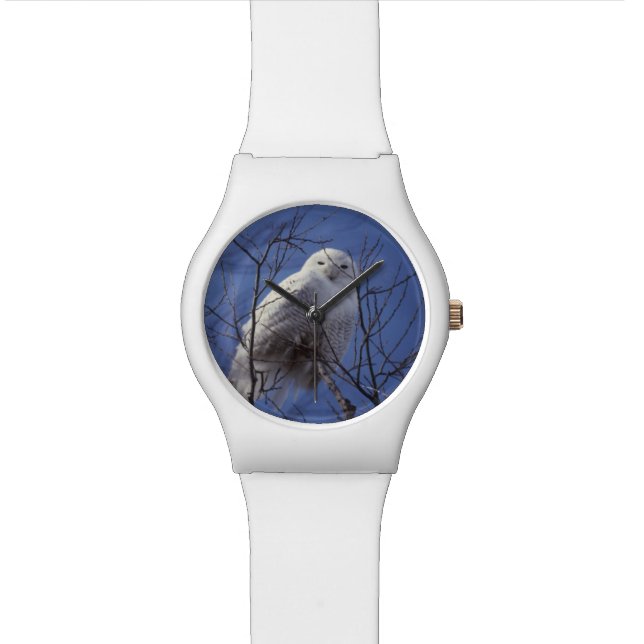 Snowy-Eule, weißer Vogel gegen einen Saphir-blauen Uhr (Nahaufnahme)