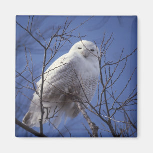 Snowy-Eulen-Magnet Magnet