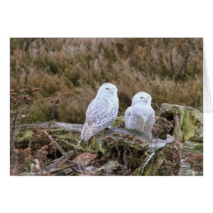 Snowy-Eulen-Paare