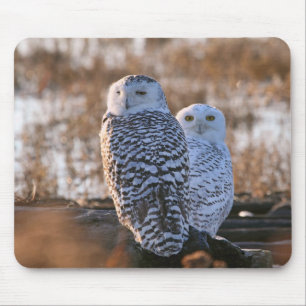Snowy-Eulen-Paare Mousepad