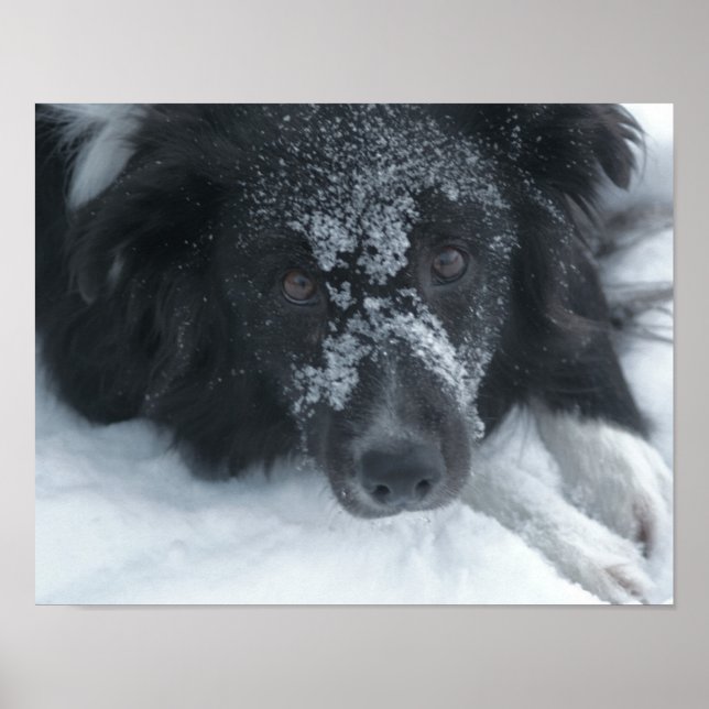 Snowy Faced Border Collie Dog Poster (Vorne)