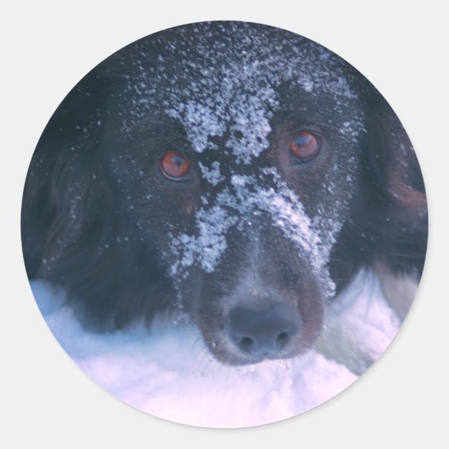 Snowy Faced Border Collie Dog Runder Aufkleber (Vorderseite)