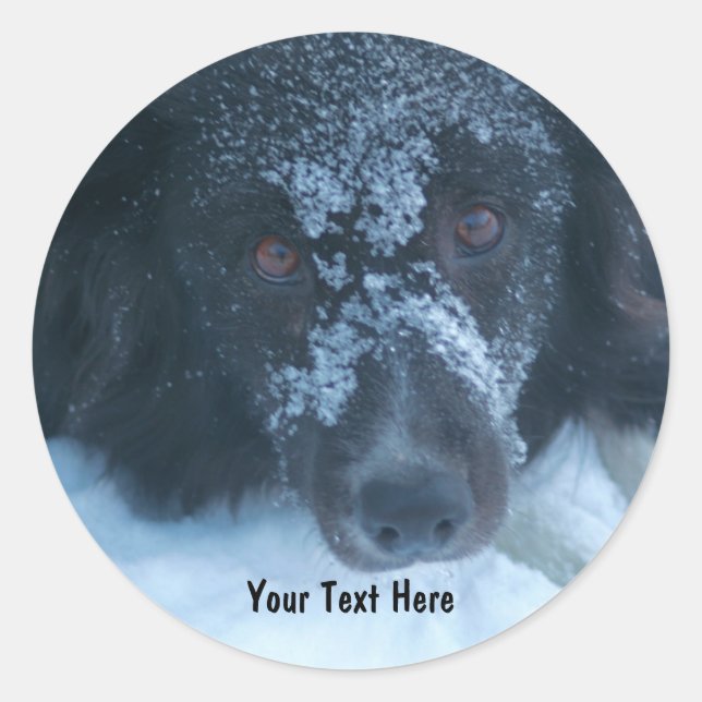 Snowy Faced Border Collie Dog Sticker (Vorderseite)