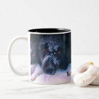 Snowy Faced Border Collie Niedlich Personalisiert