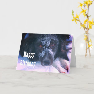 Snowy Faced Border Collie Niedliche Geburtstag Car Karte