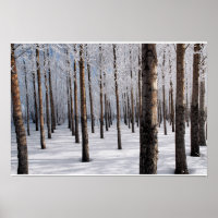 Snowy Fairy Tale Forest