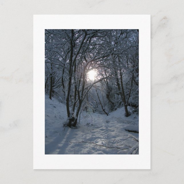 Snowy Forest Trail Postkarte (Vorderseite)
