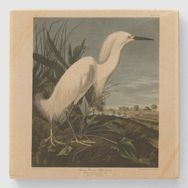 Snowy Heron (Egret) - Audubons Vögel von Amerika Steinuntersetzer (Vorderseite)