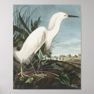 Snowy Heron oder White Egret von Birds of America Poster