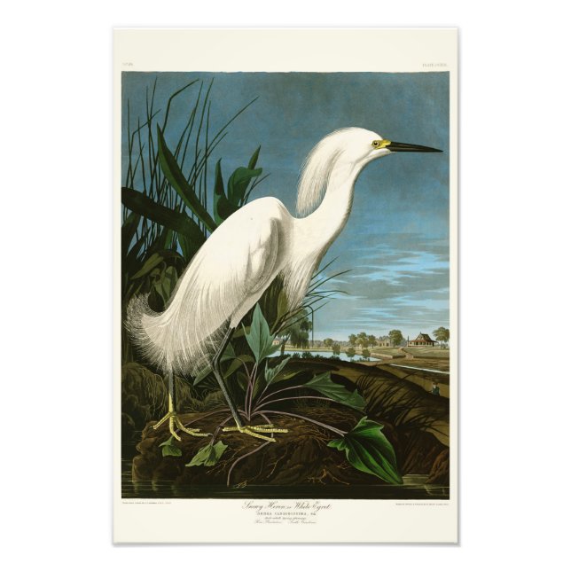 Snowy Heron White Egret Audubon Birds of America Fotodruck (Vorne)
