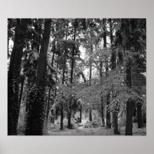 Snowy-Holz Poster