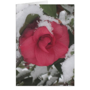 Snowy-Kamelie