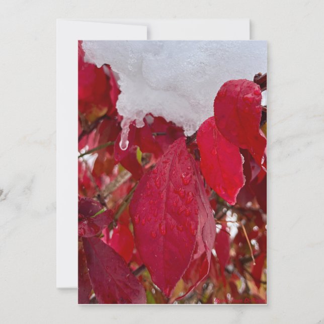 Snowy Leaves Feiertagskarte (Vorderseite)