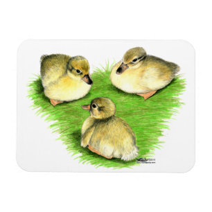 Snowy Mallard Ducklings Magnet