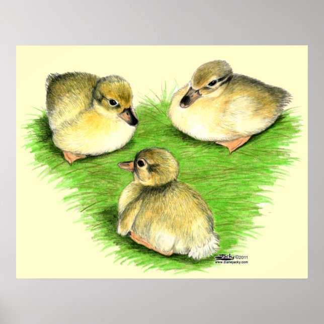 Snowy Mallard Ducklings Poster (Vorne)