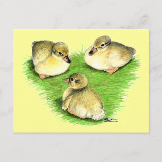 Snowy Mallard Ducklings Postkarte (Vorderseite)