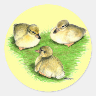 Snowy Mallard Ducklings Runder Aufkleber