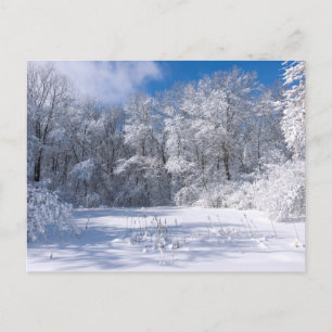 Snowy Marthaler Park und Bäume Postkarte