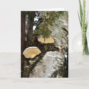 Snowy Mushrooms auf Birch Tree Karte