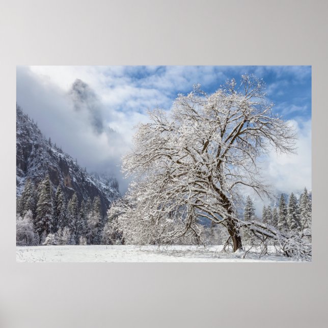 Snowy Oak Poster (Vorne)