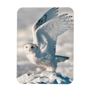 Snowy Owl abheben Magnet