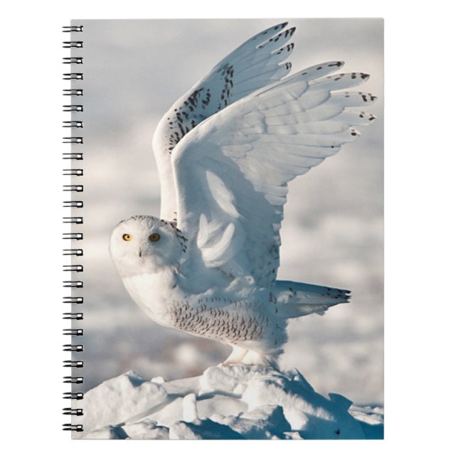 Snowy Owl abheben Notizblock (Vorderseite)