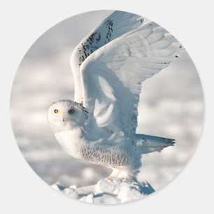 Snowy Owl abheben Runder Aufkleber
