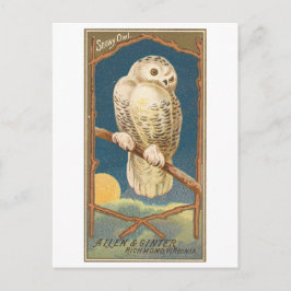 Snowy Owl Allen & Ginter Trade Card Postkarte
