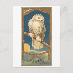 Snowy Owl Allen & Ginter Trade Card Postkarte
