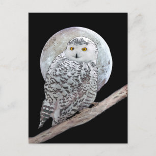 Snowy Owl and Moon Painting - Original Bird Art Postkarte