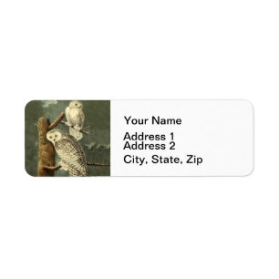 Snowy Owl Audubon Bird Artwork