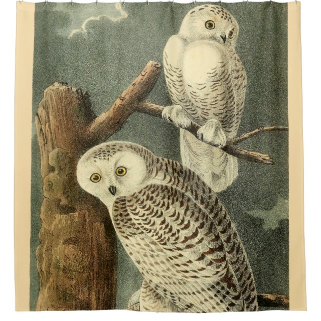 Snowy Owl Audubon Bird Artwork Duschvorhang
