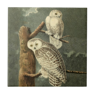 Snowy Owl Audubon Bird Artwork Fliese