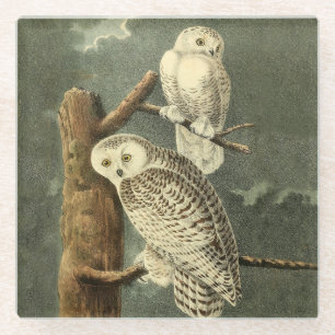 Snowy Owl Audubon Bird Artwork Glasuntersetzer
