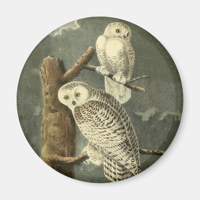 Snowy Owl Audubon Bird Artwork Magnet (Vorne)