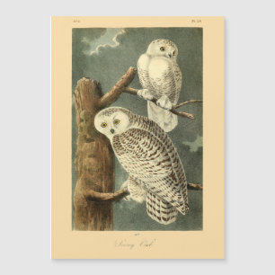 Snowy Owl Audubon Bird Artwork Magnetkarte
