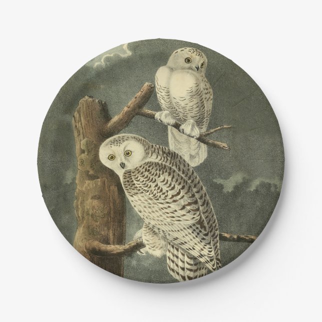Snowy Owl Audubon Bird Artwork Pappteller (Vorderseite)
