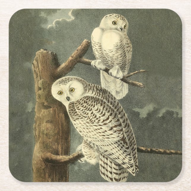 Snowy Owl Audubon Bird Artwork Rechteckiger Pappuntersetzer (Vorderseite)