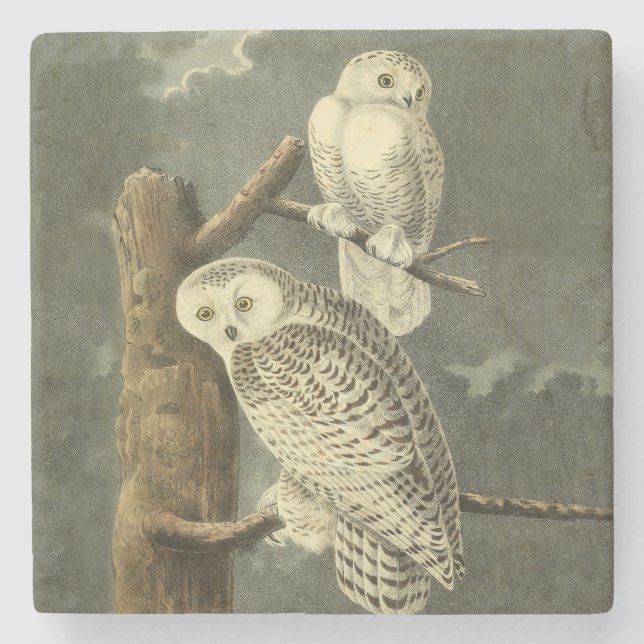 Snowy Owl Audubon Bird Artwork Steinuntersetzer (Vorderseite)