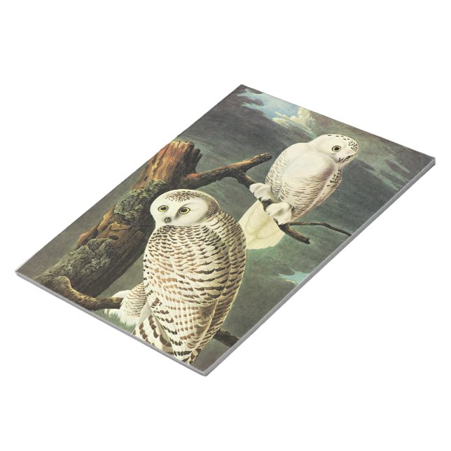 Snowy Owl - Audubon Vintage Vögel Amerika Notizblock (angewinkelt)