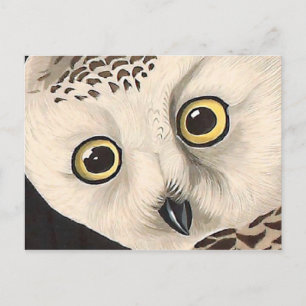 Snowy Owl - Audubon Vintage Vögel Amerika Postkarte