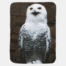Snowy Owl bcni