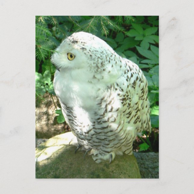 Snowy Owl Bird Postkarte (Vorderseite)
