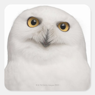 Snowy Owl (Bubo scandiacus) ist eine große Eule Quadratischer Aufkleber