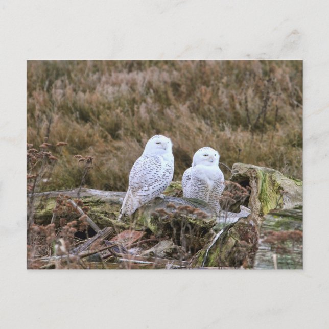 Snowy Owl Couple Postkarte (Vorderseite)