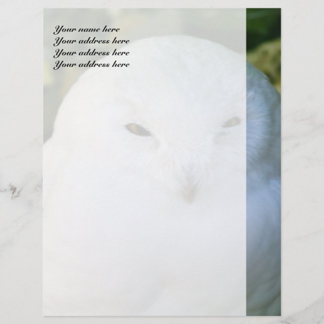 Snowy Owl Custom Letterhead Briefkopf (Vorderseite)