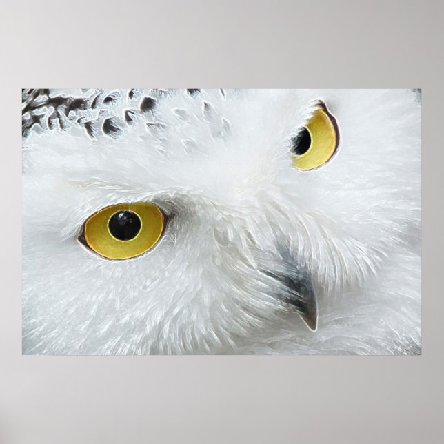 SNOWY OWL EYES POSTER (Vorne)